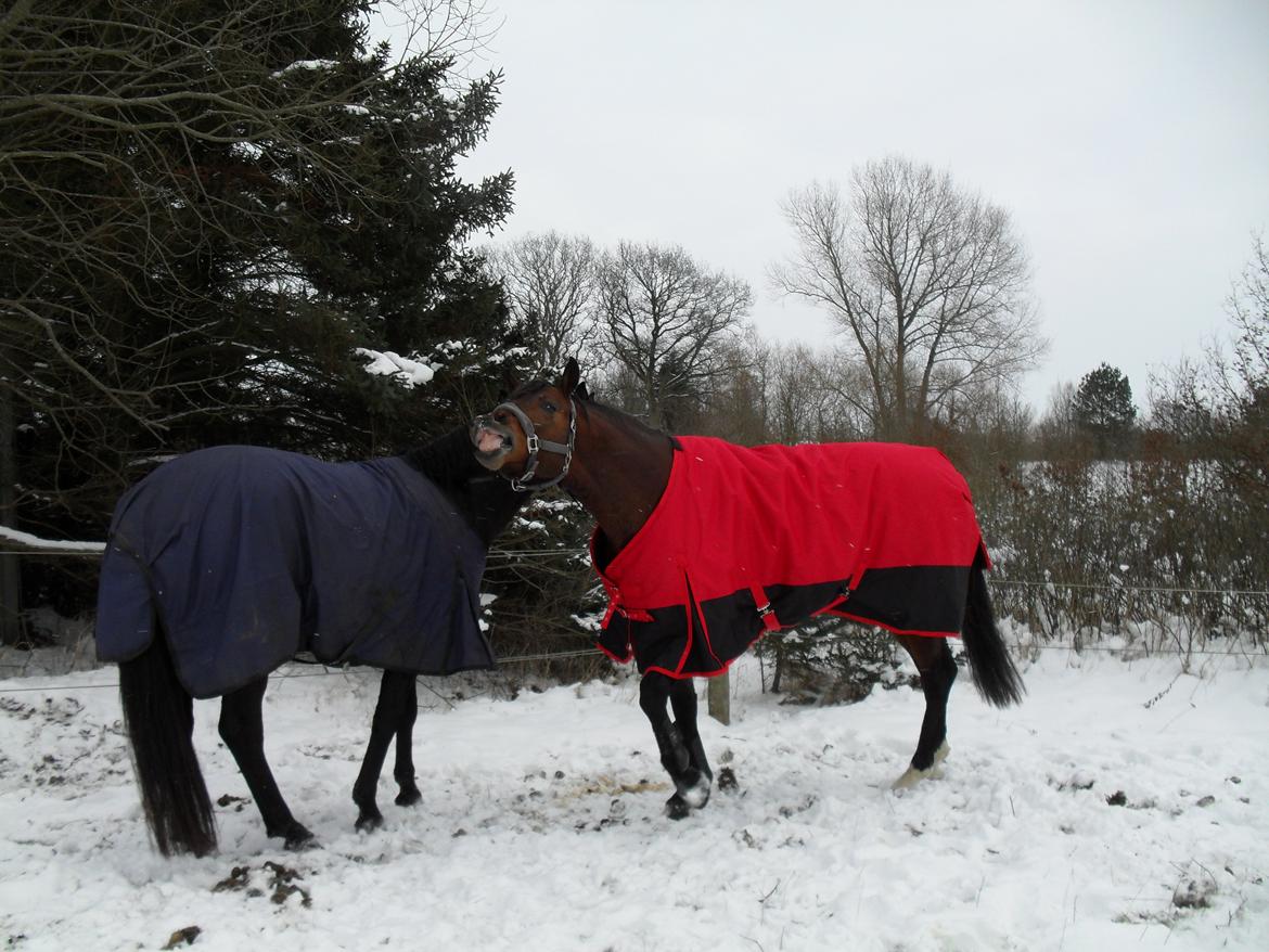 Dansk Varmblod Call me nice billede 13