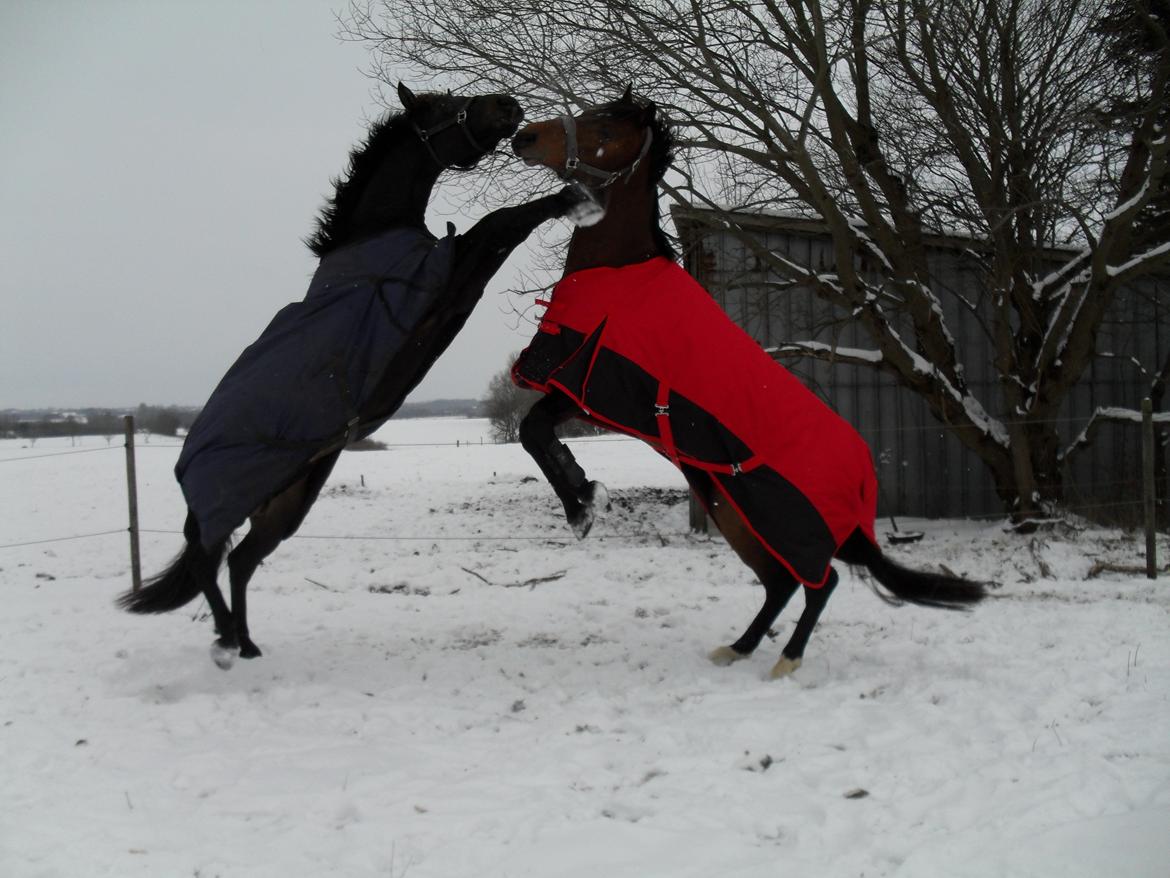 Dansk Varmblod Call me nice billede 14