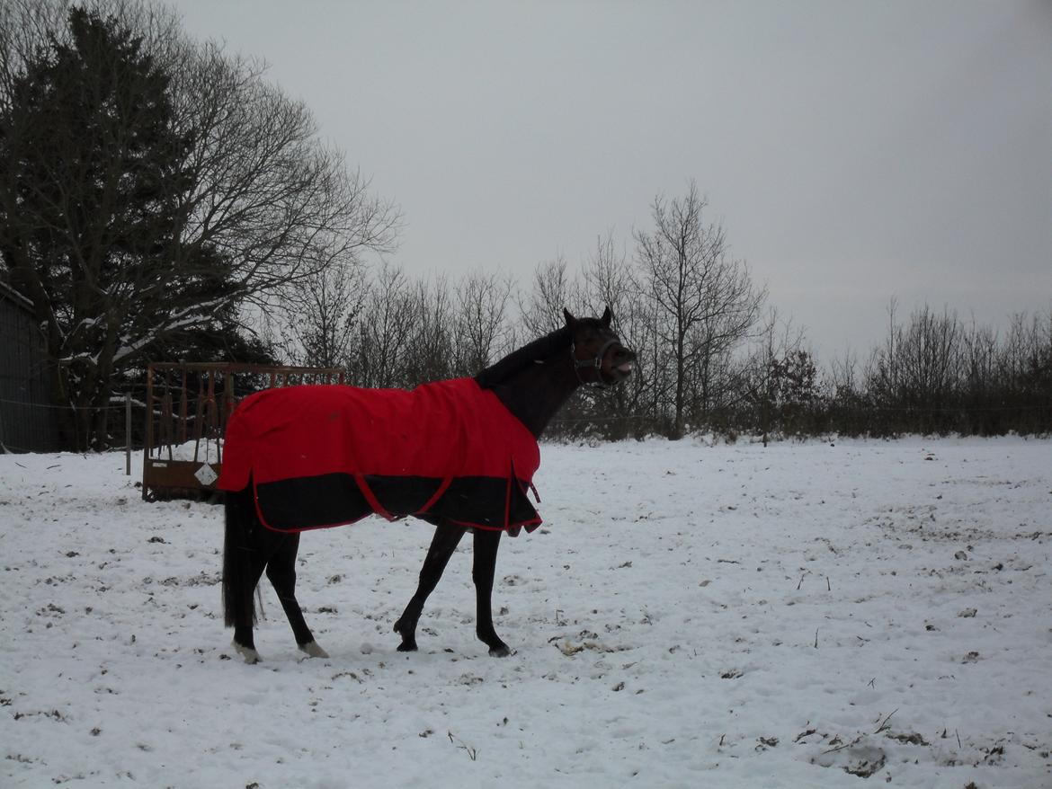 Dansk Varmblod Call me nice billede 15