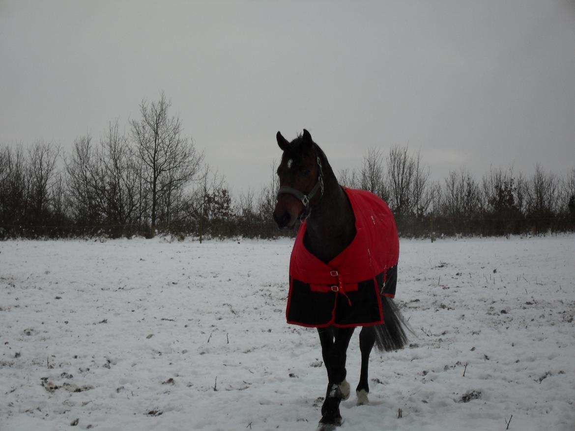 Dansk Varmblod Call me nice billede 16