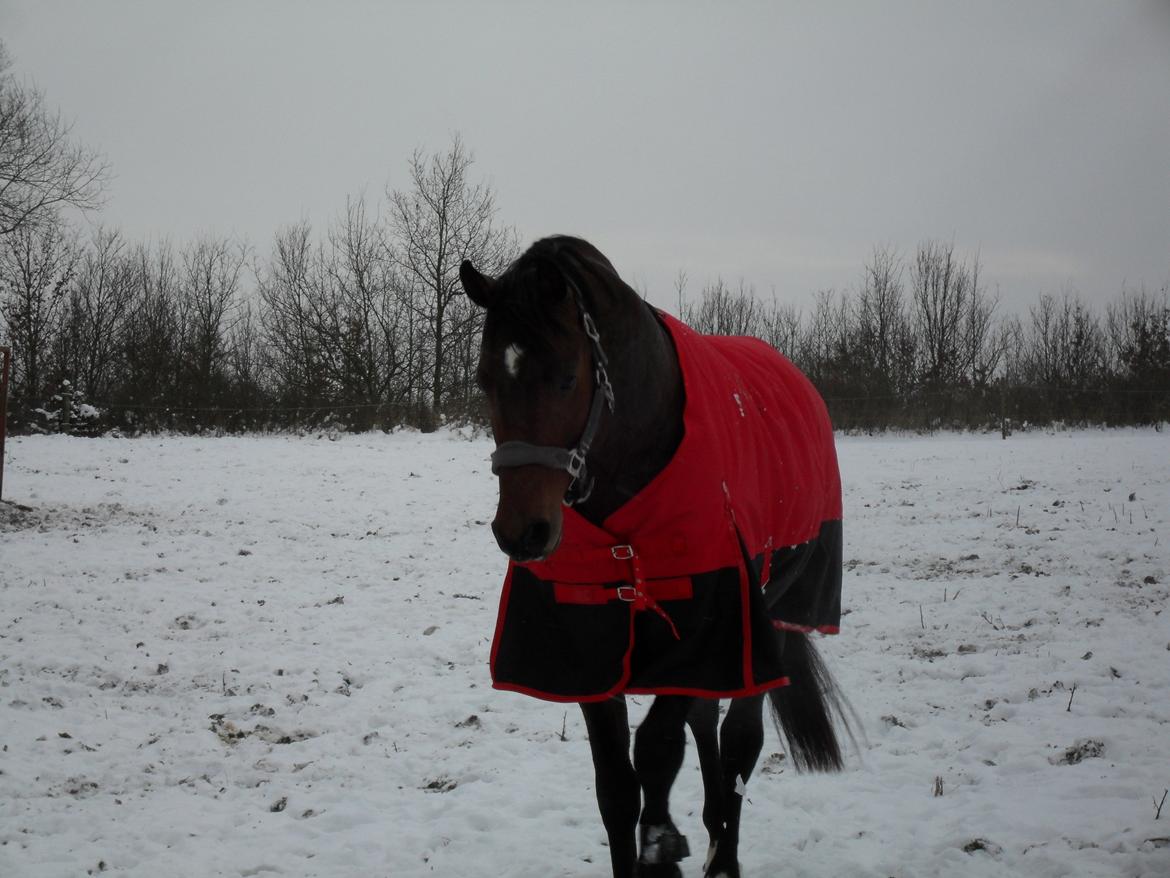 Dansk Varmblod Call me nice billede 17