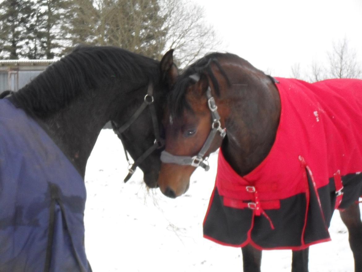 Dansk Varmblod Call me nice billede 18