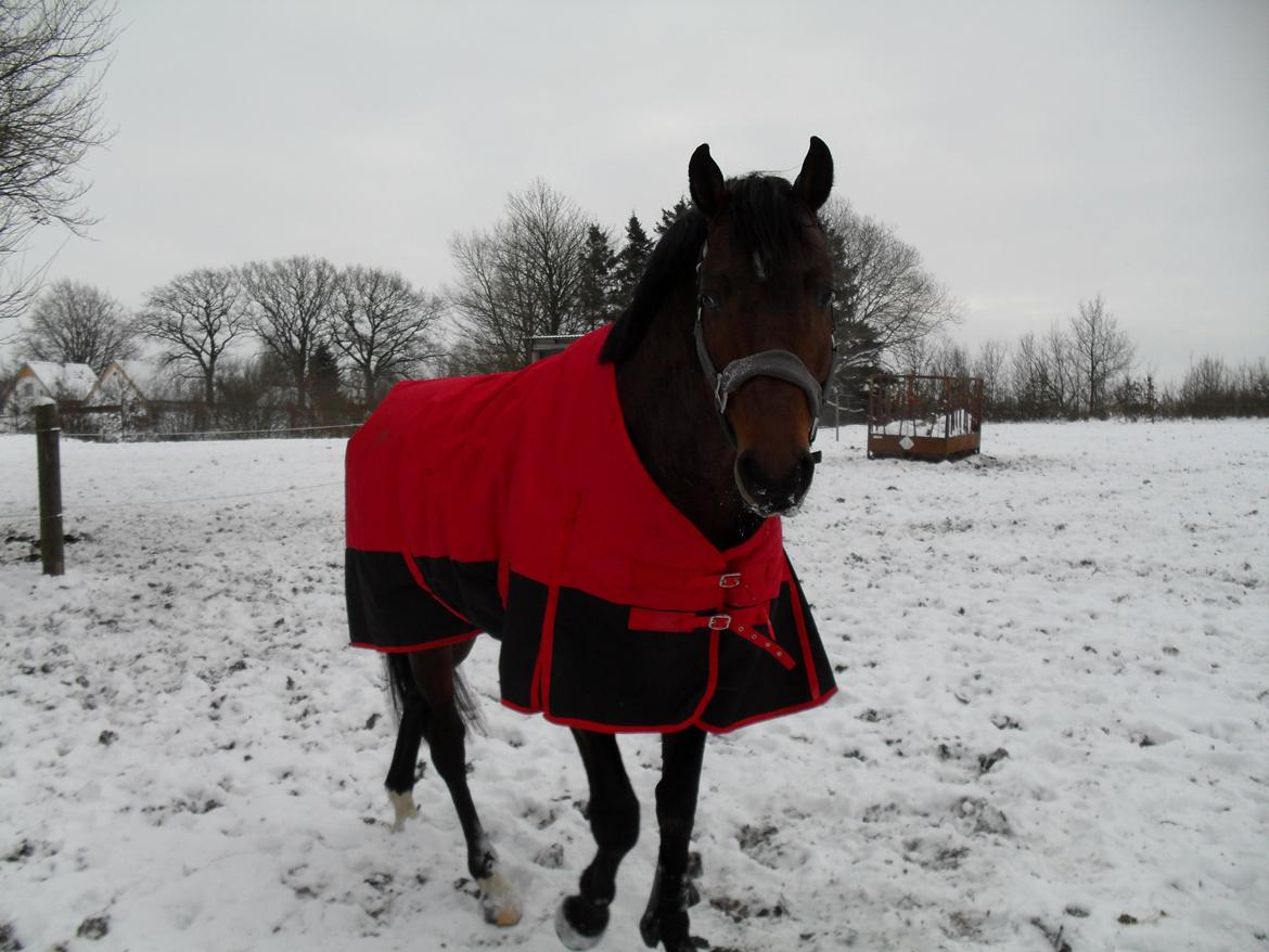 Dansk Varmblod Call me nice billede 19