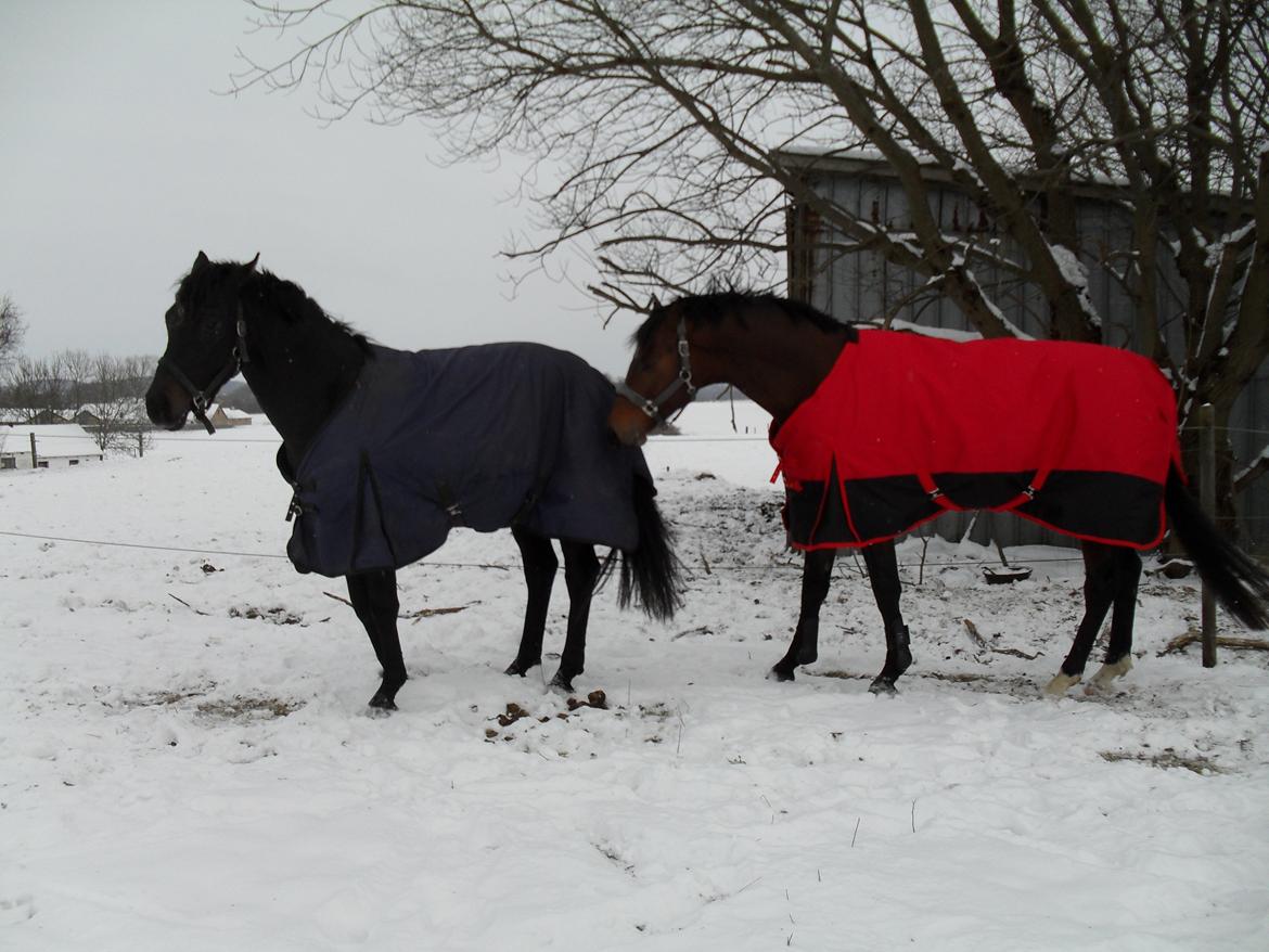 Dansk Varmblod Call me nice billede 20