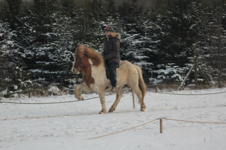 Islænder Sýn frá Ketilsstöðum - Sýn og jeg, Januar 2013 billede 1