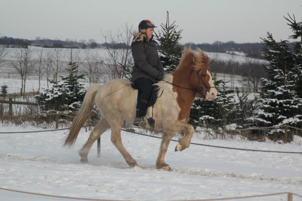 Islænder Sýn frá Ketilsstöðum - Vinter 2013 billede 18