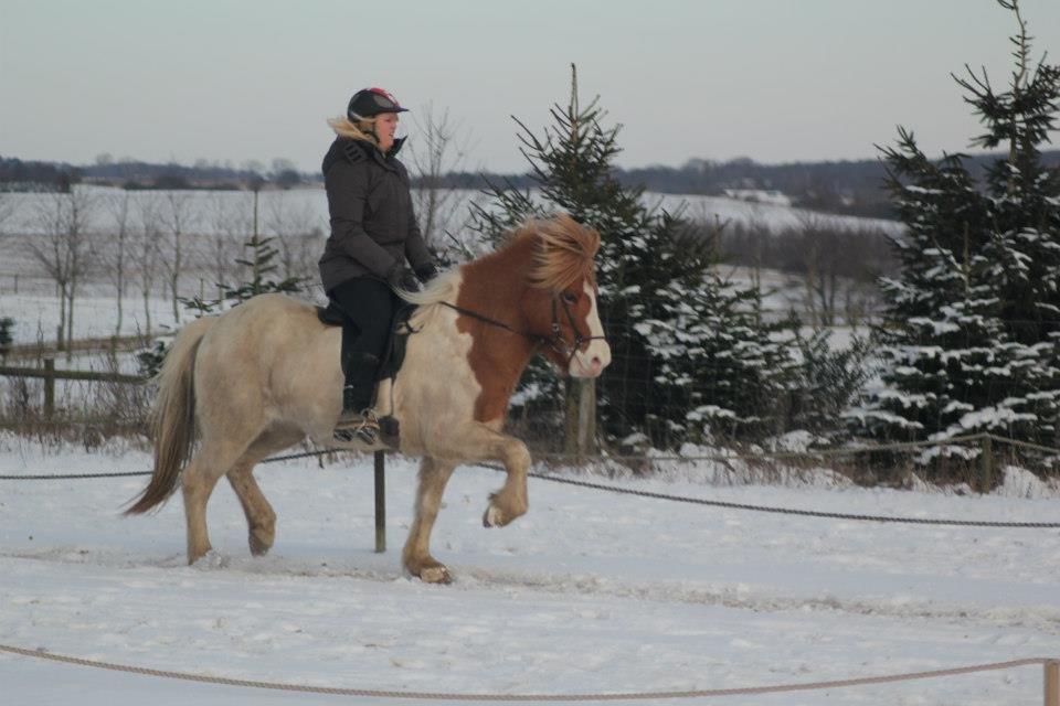 Islænder Sýn frá Ketilsstöðum - Vinter 2013 billede 19