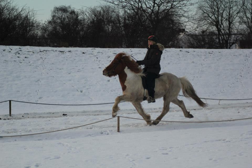 Islænder Sýn frá Ketilsstöðum - Pas, vinter 2013 billede 20