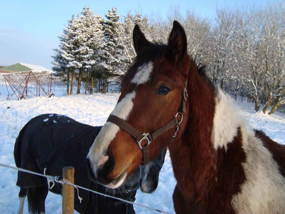 Pinto Alberthe (Tidligere hest) billede 1