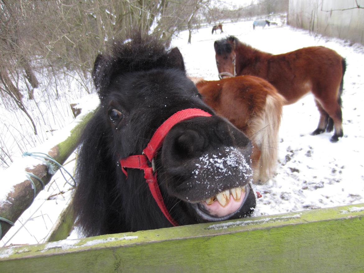 Shetlænder Mejse [Tidl. Passer] billede 7