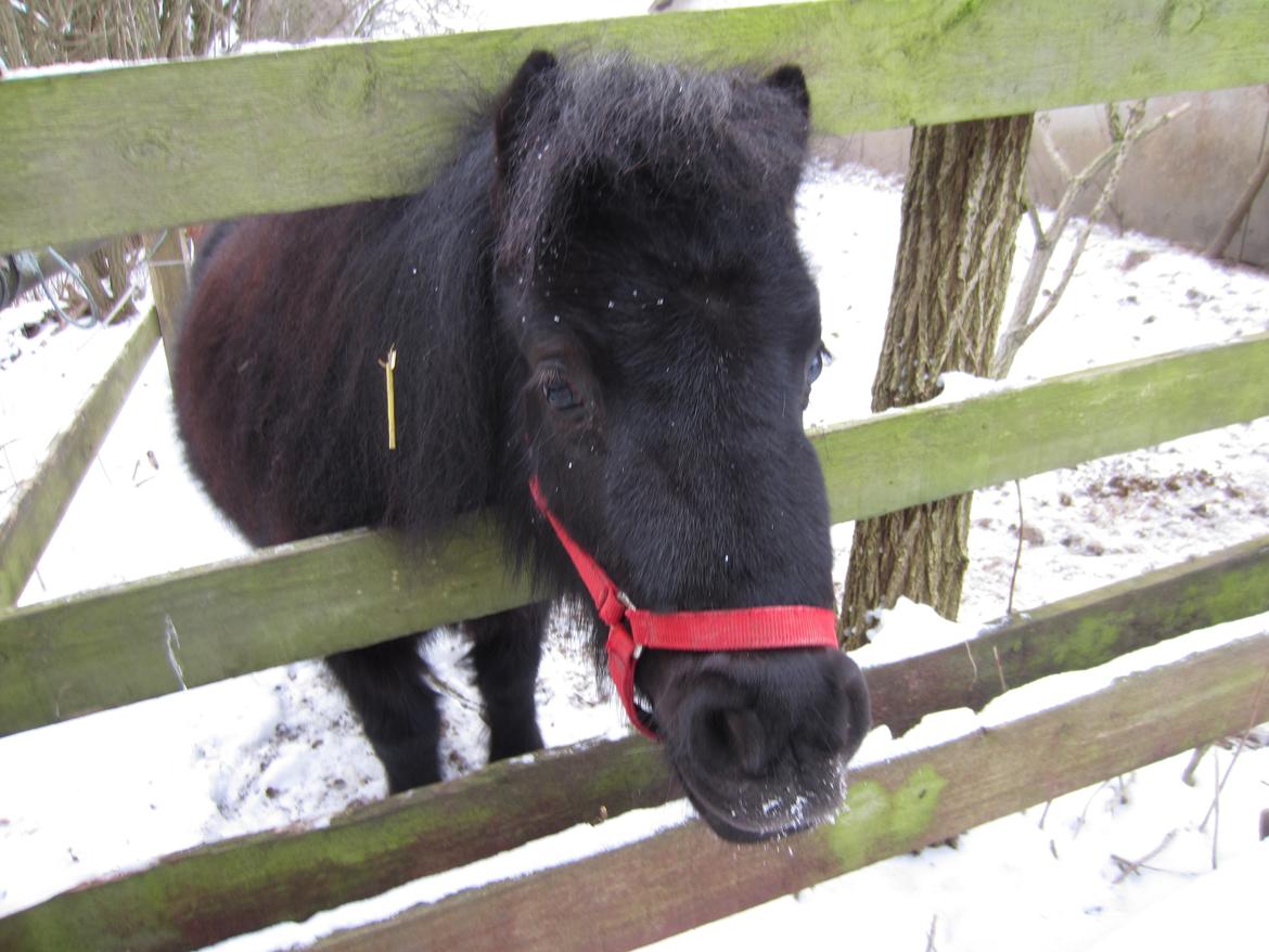 Shetlænder Mejse [Tidl. Passer] billede 6