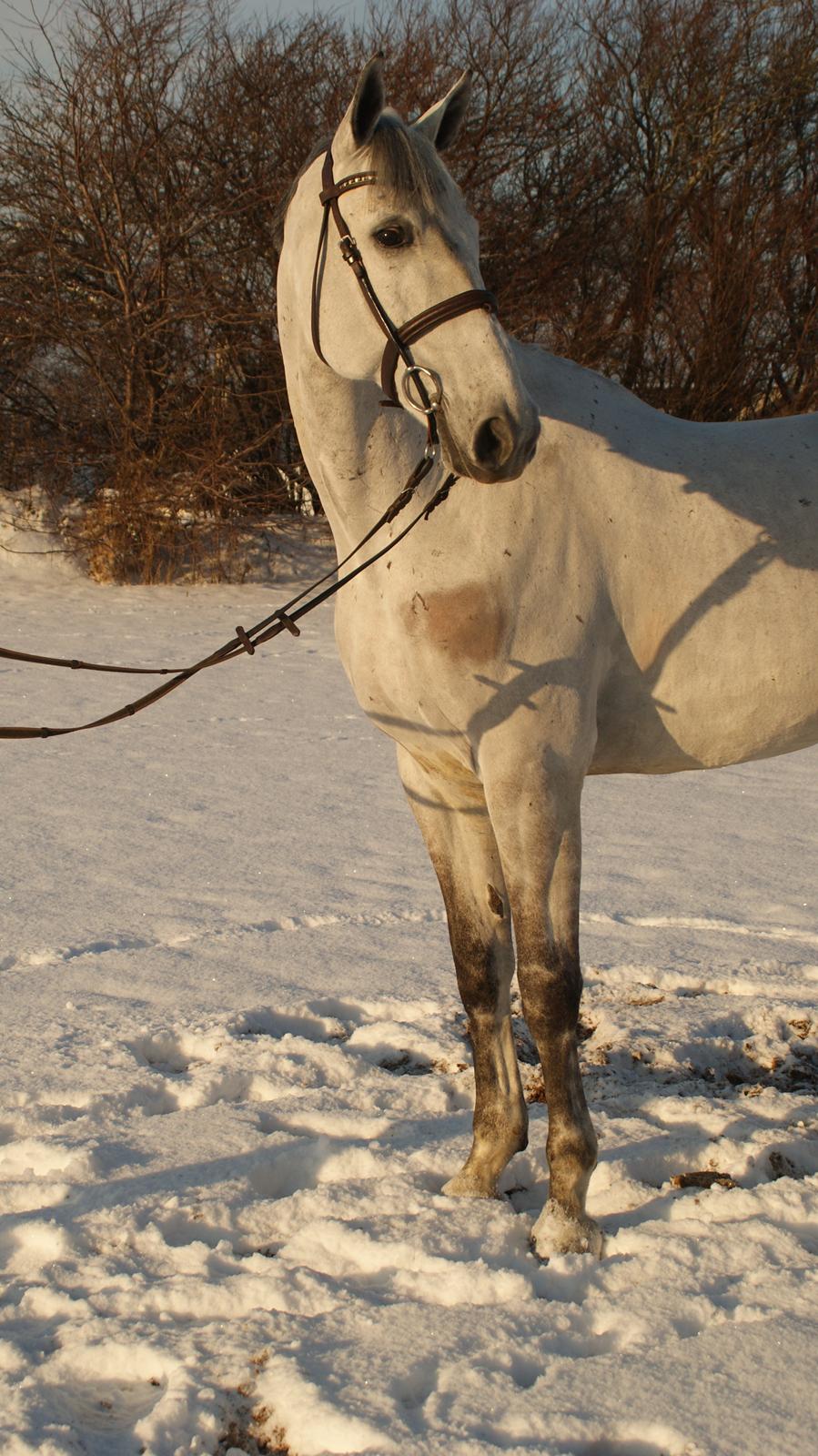 Anden særlig race Marqus billede 11