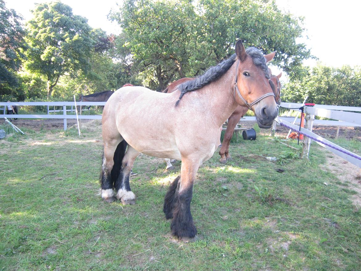 Belgier Freja billede 2