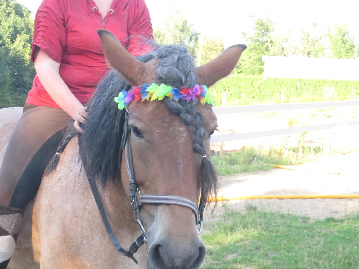 Belgier Freja billede 3