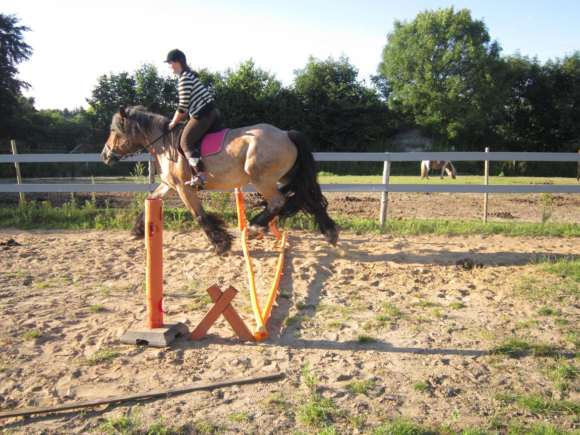 Belgier Freja billede 4