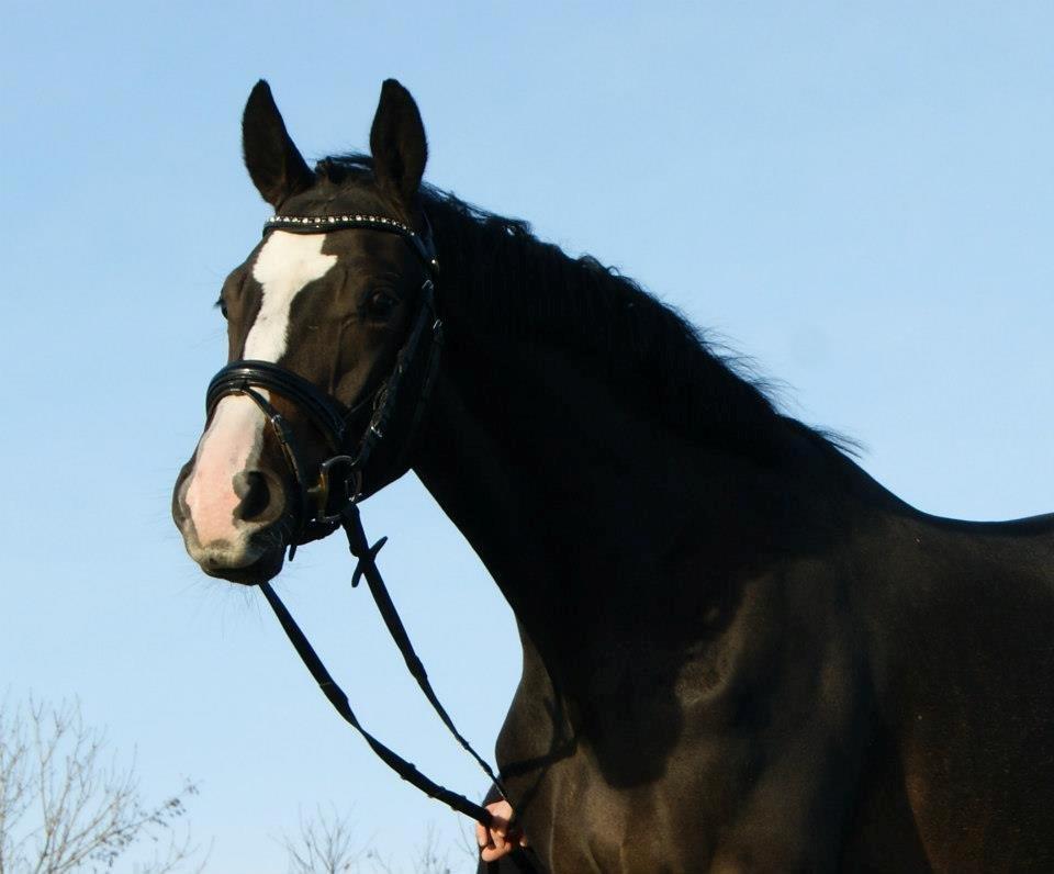 Trakehner Helmuth von hestebjerggaard - Helmuth 28 december 2012 billede 5