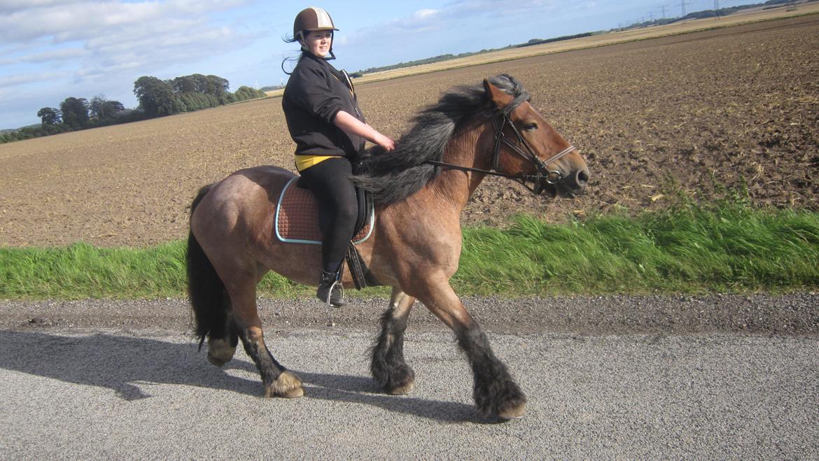 Belgier Freja billede 5