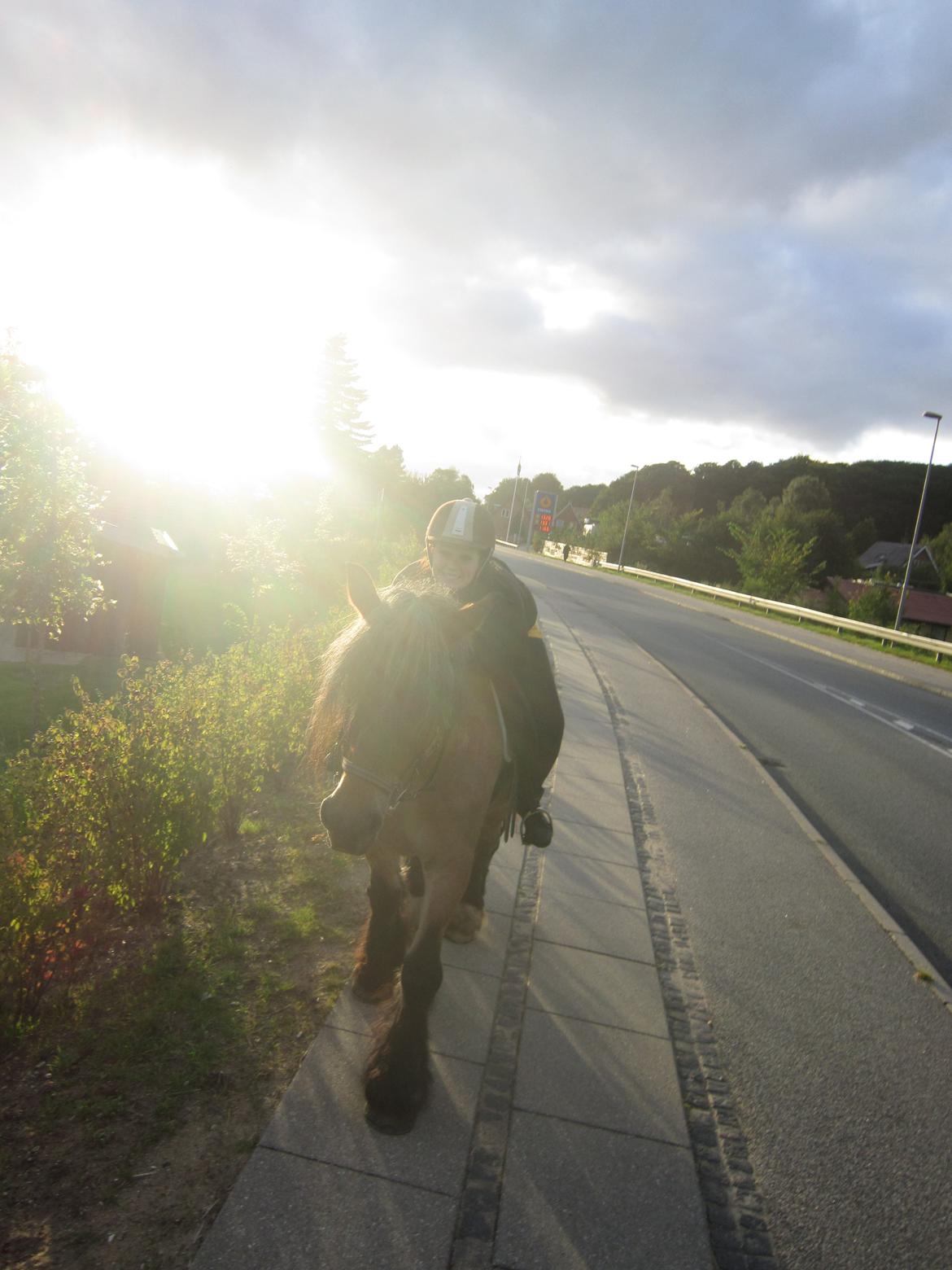 Belgier Freja billede 7