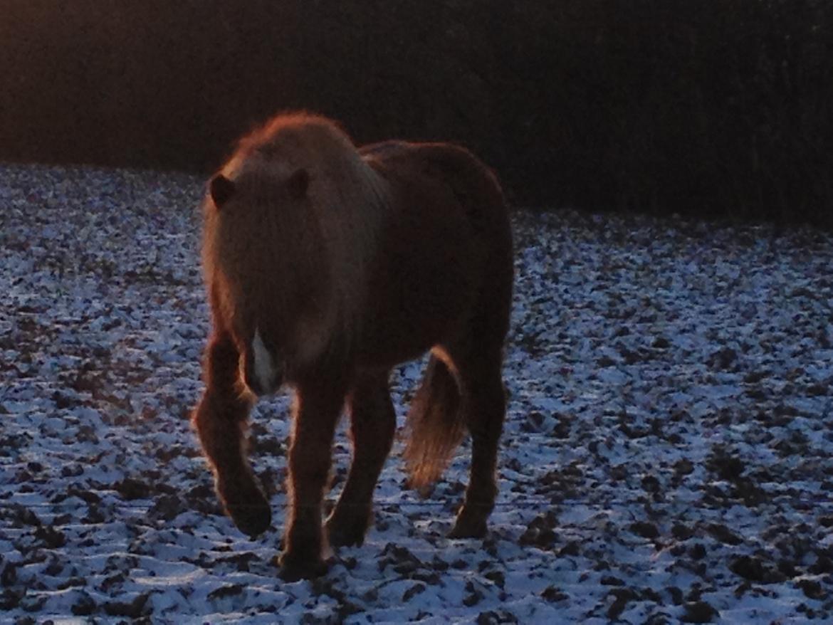 Islænder Mundilfari frá Meldgaard billede 6