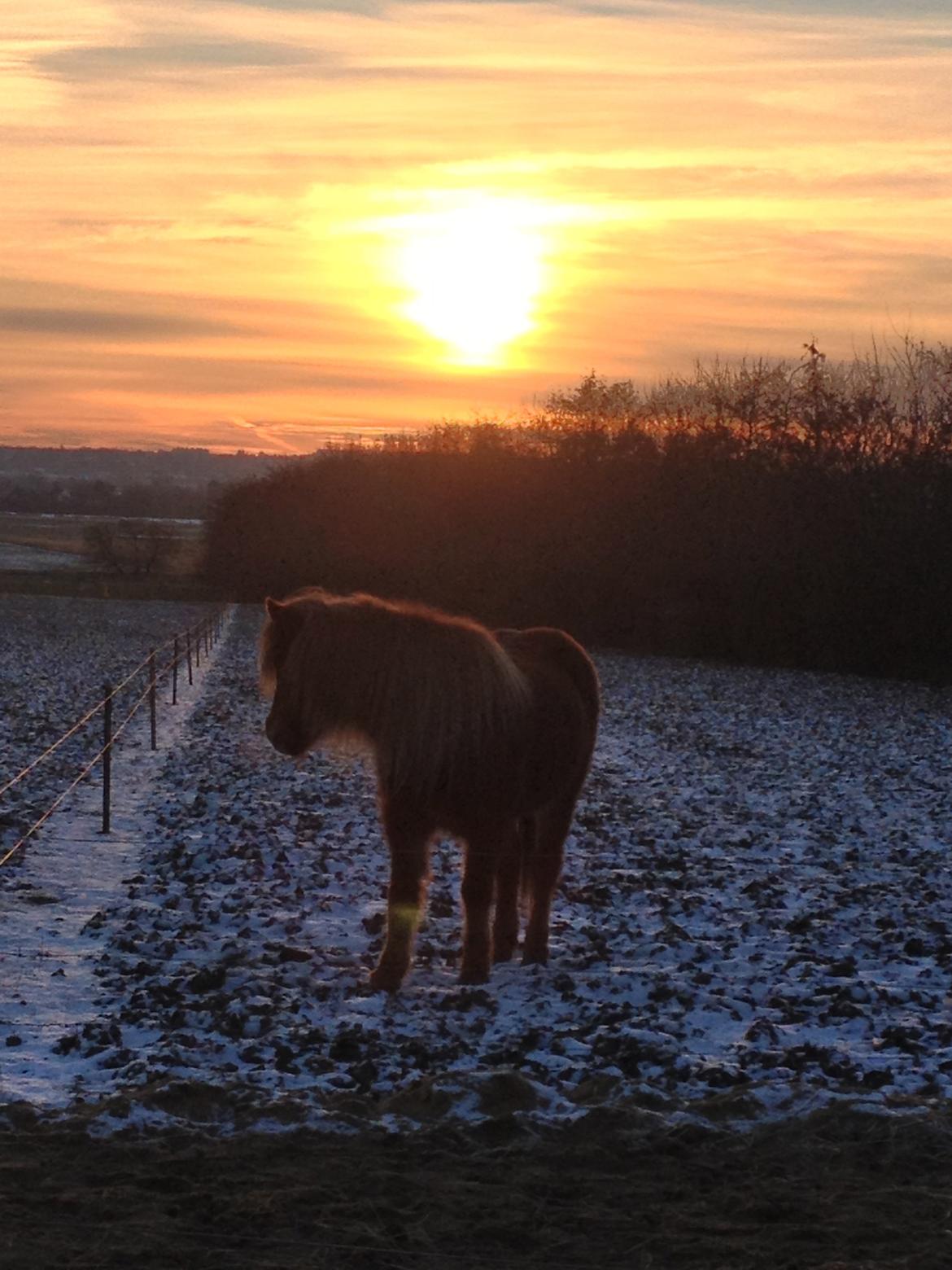 Islænder Mundilfari frá Meldgaard billede 7