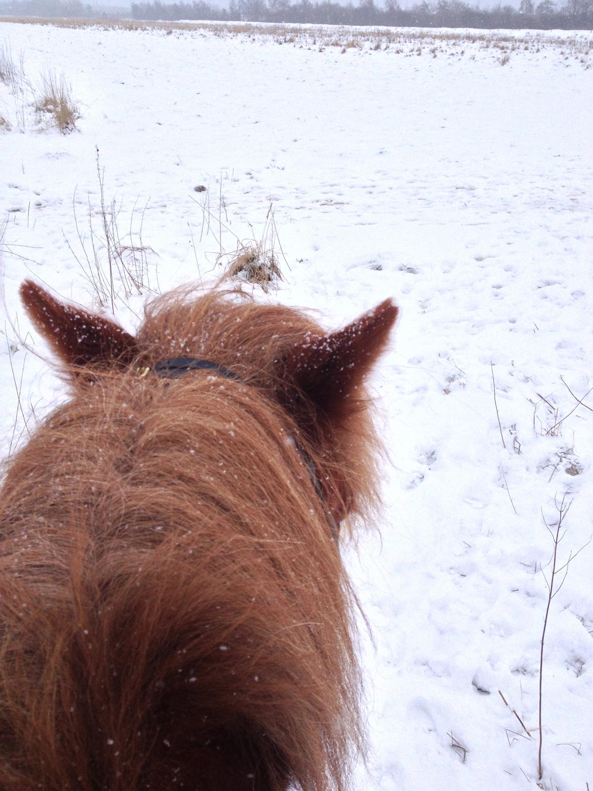 Islænder Mundilfari frá Meldgaard - Blesi og jeg på tur i sneen <3 billede 4