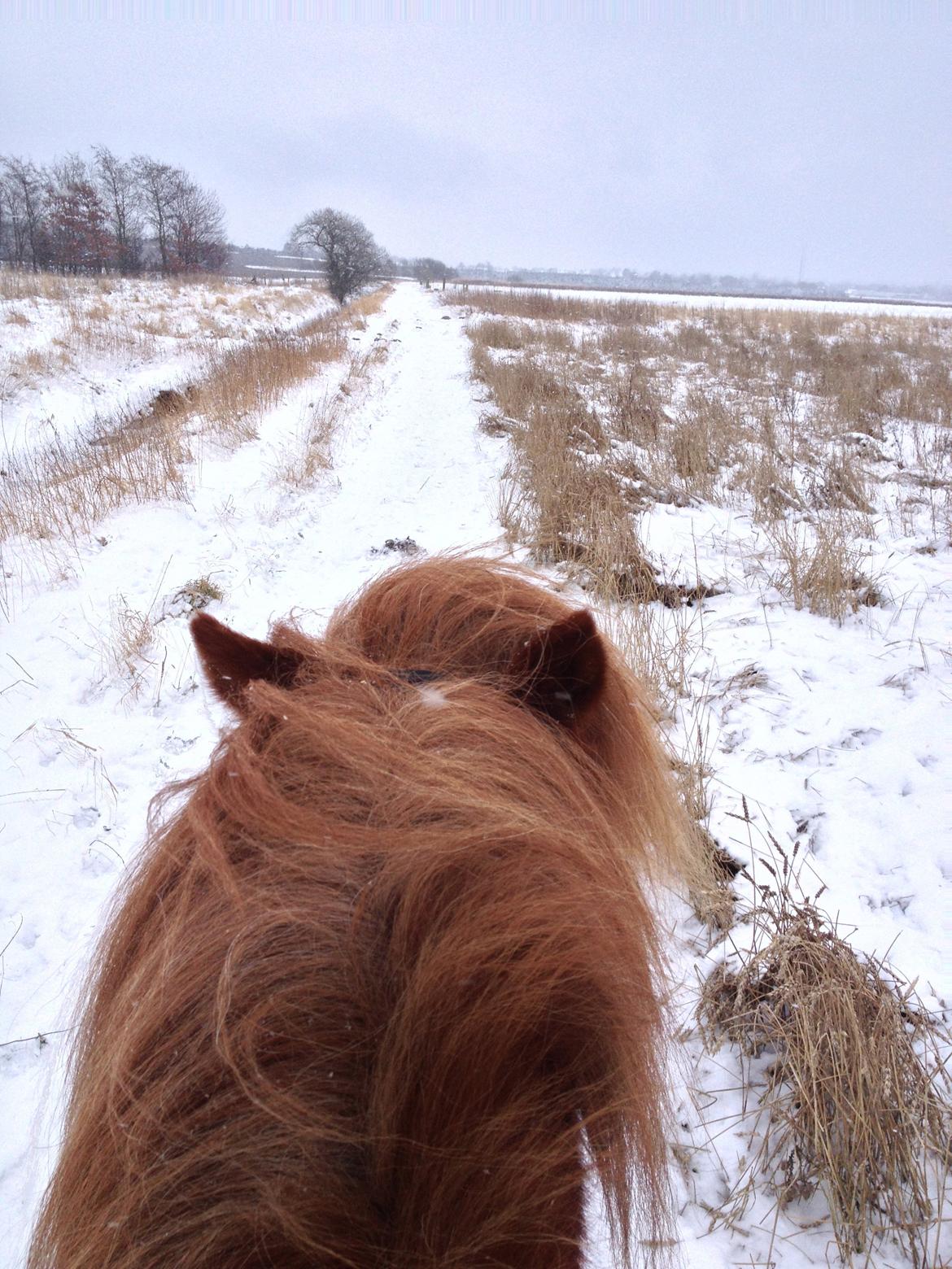 Islænder Mundilfari frá Meldgaard billede 5