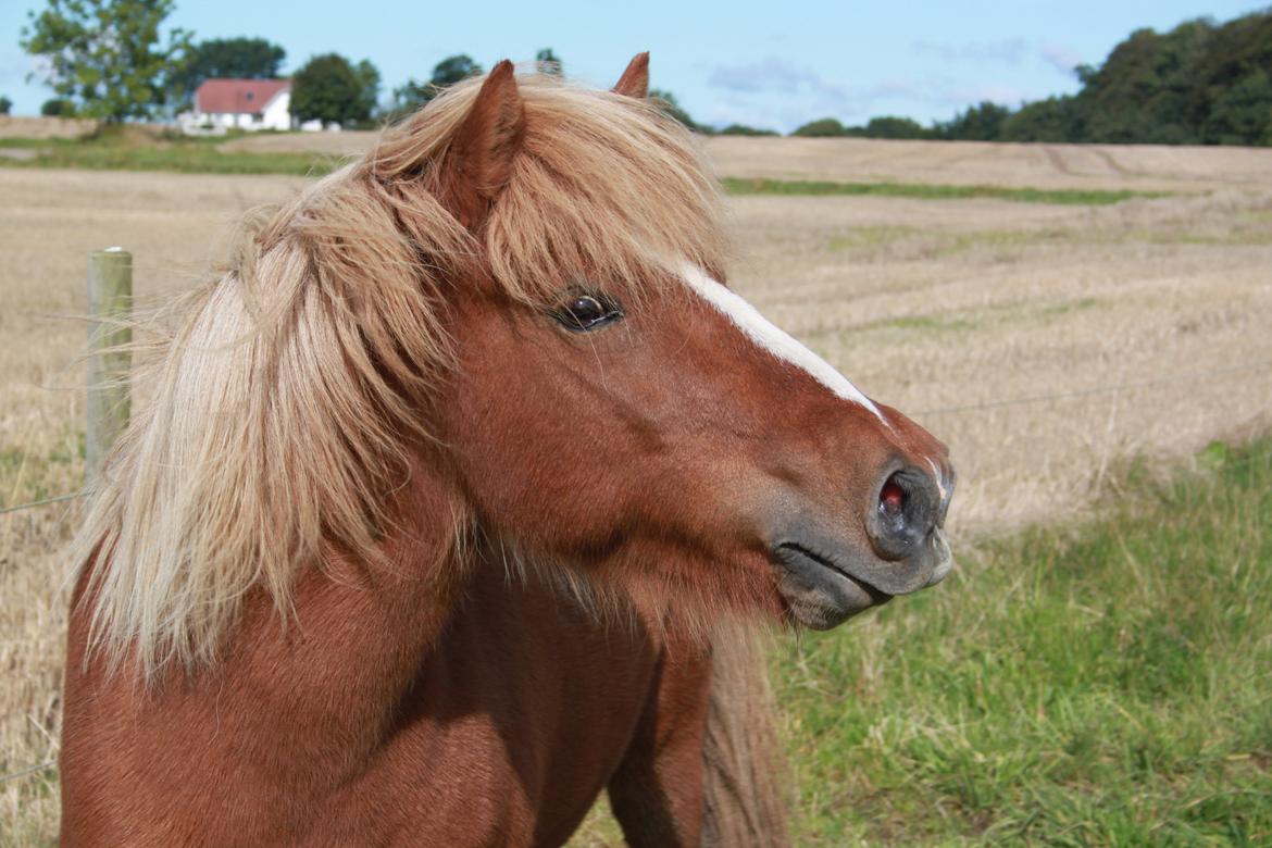 Islænder Idun fra Dynt billede 1