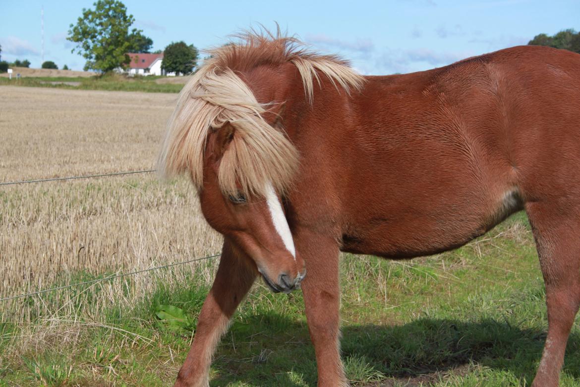 Islænder Idun fra Dynt billede 20