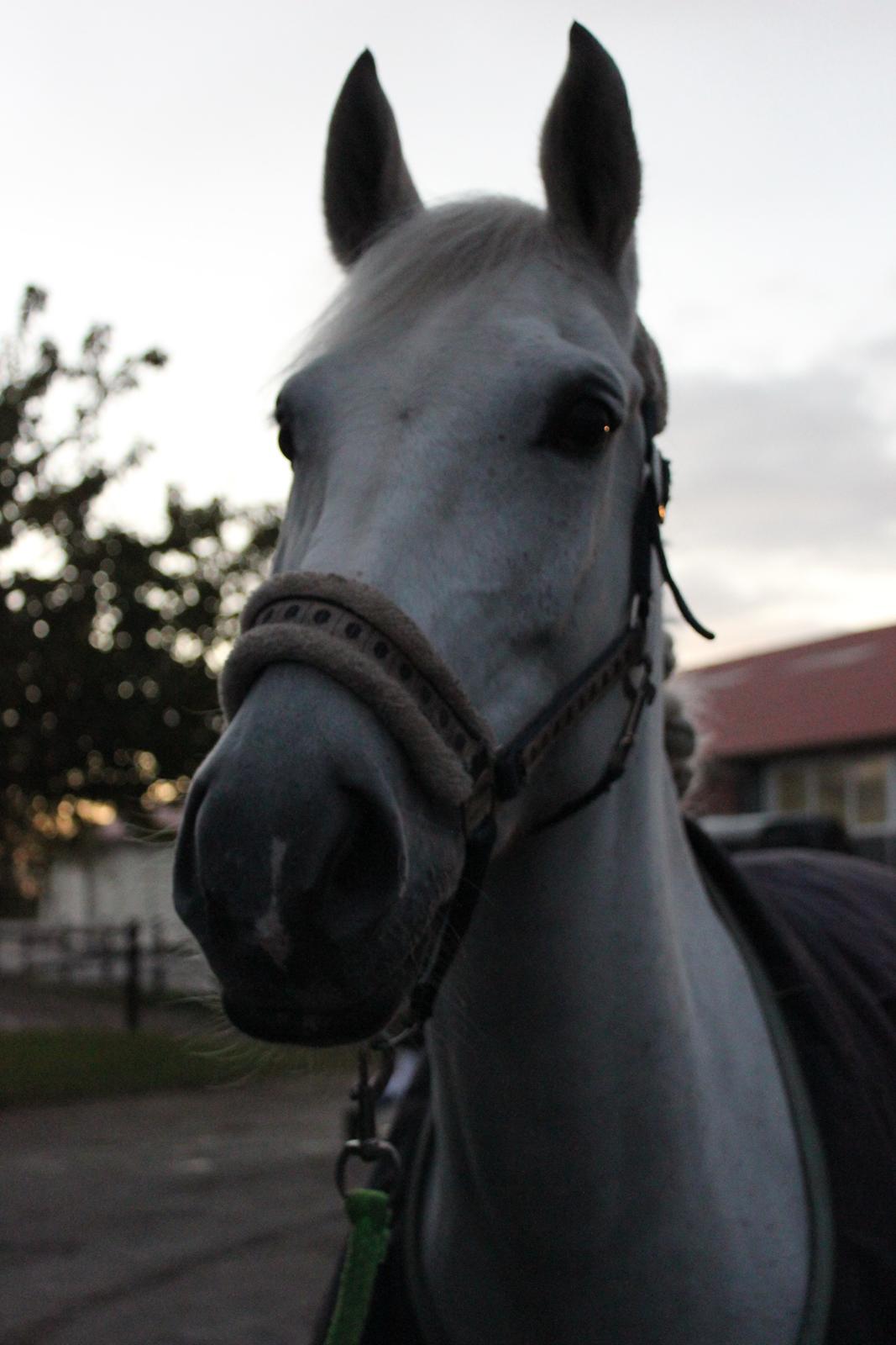Anden særlig race Stella *solgt:,(<3* - smukke, smukke pony altså:)<3 billede 1