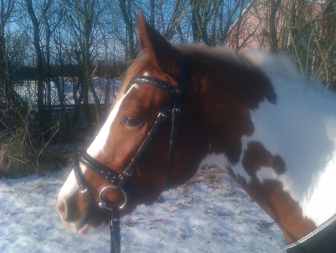 Anden særlig race Mc Queen - Love is like the wind, you can't see it but you can feel it billede 8