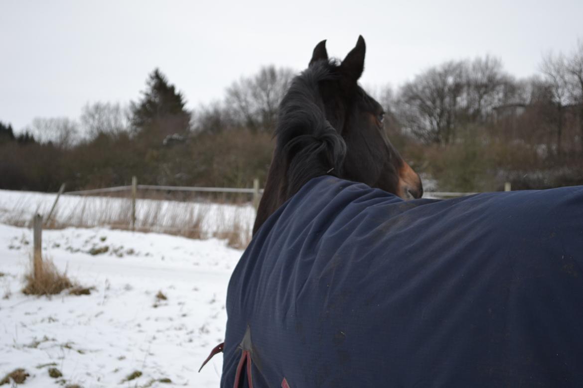 Anden særlig race ¤Melissa¤ - 19-01-13 billede 15