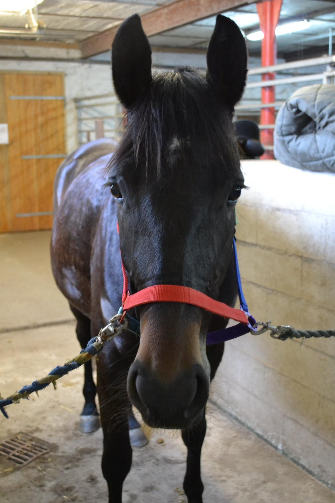 Anden særlig race ¤Melissa¤ - 19-01-13 billede 16