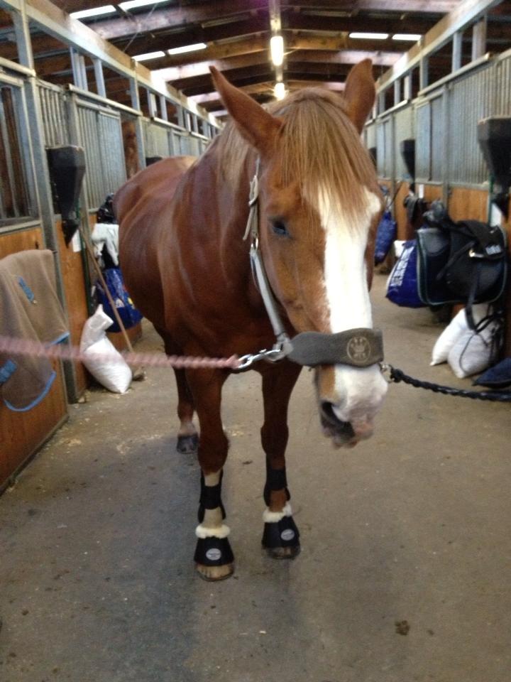 Engelsk Varmblod Edward - <3 billede 19