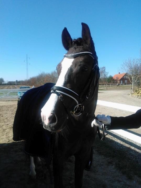 Welsh Cob (sec D) Morlyn River Dance Prince O'the Castle - B-pony billede 14