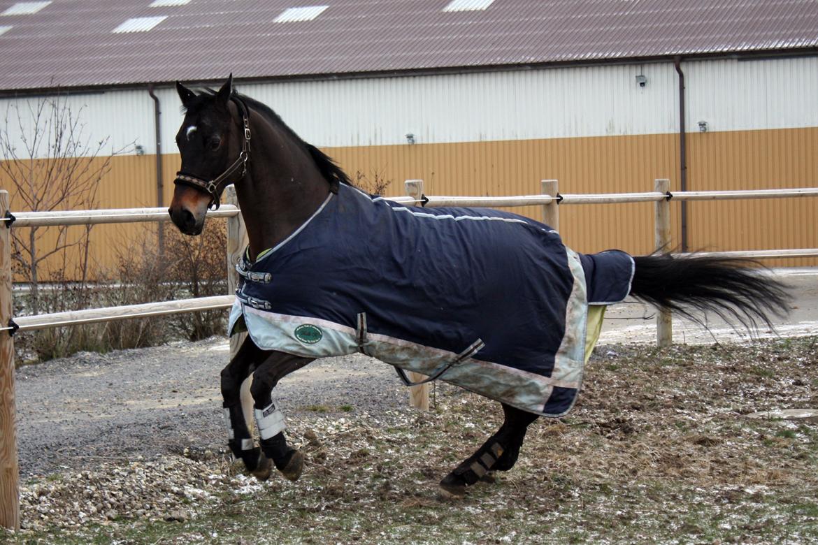 Trakehner Ladroneur - Første dag på fold d. 13 jan 2013 Foto: Mig billede 6