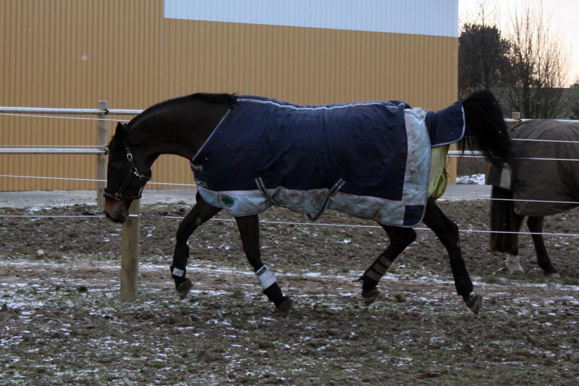 Trakehner Ladroneur - Første dag på fold d. 13 jan 2013 Foto: Mig billede 7