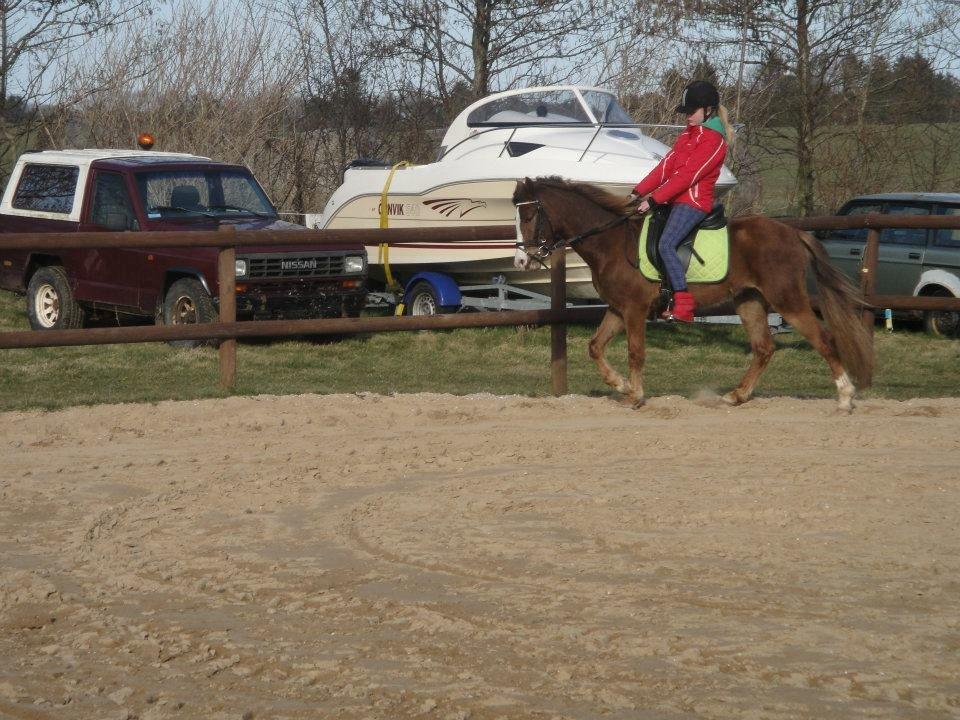 Anden særlig race Zivas [Tidl. lånepony] billede 6