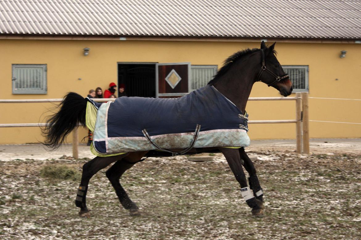 Trakehner Ladroneur - Første dag på fold d. 13 jan 2013 Foto: Mig billede 8