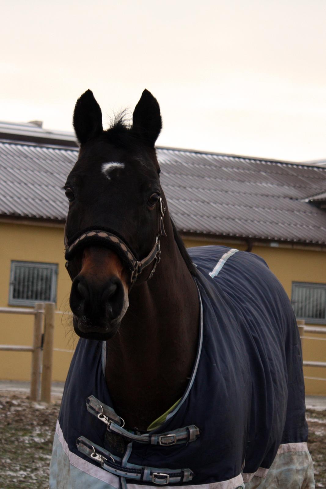 Trakehner Ladroneur - Første dag på fold d. 13 jan 2013 Foto: Mig billede 9
