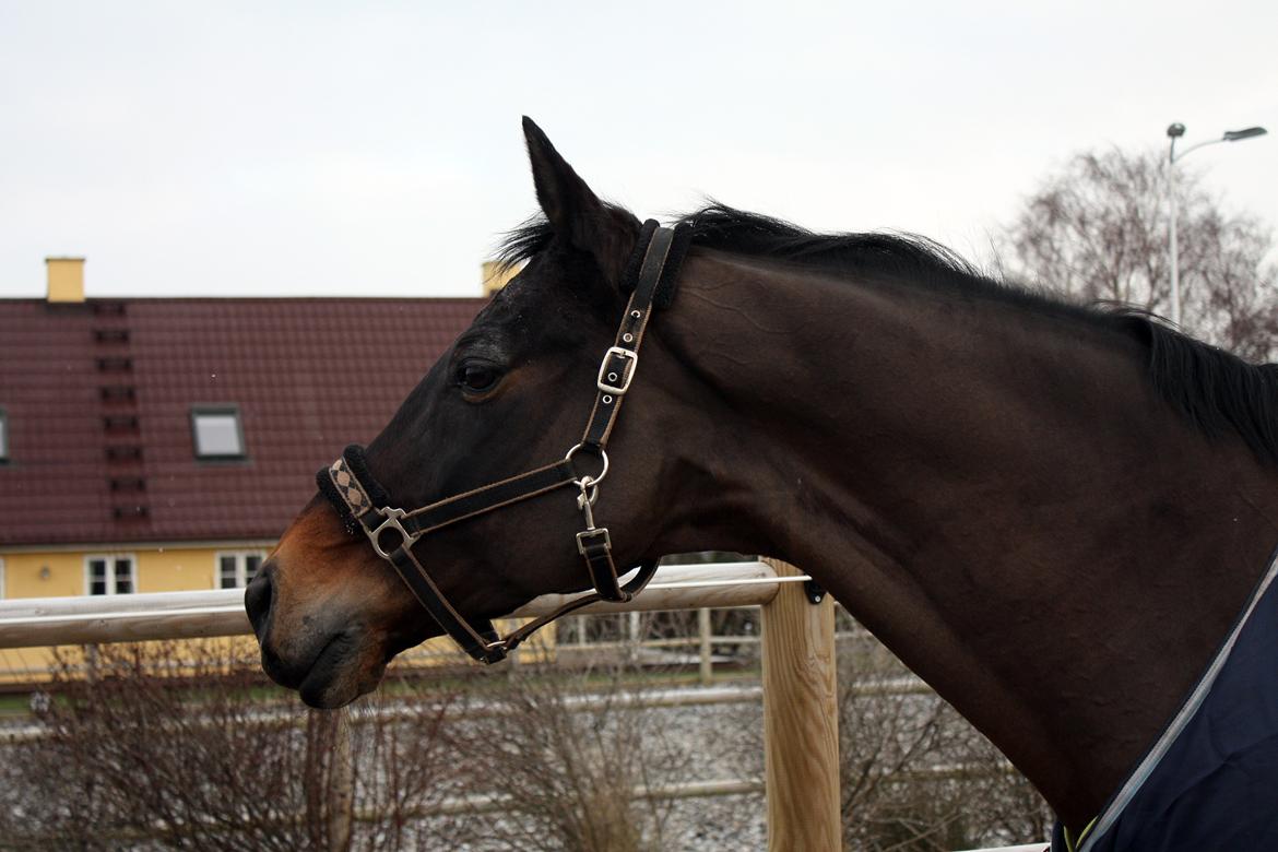 Trakehner Ladroneur - Første dag på fold d. 13 jan 2013 Foto: Mig billede 5