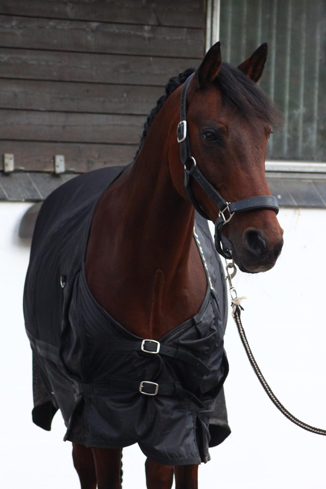 Anden særlig race Robin B-pony billede 13