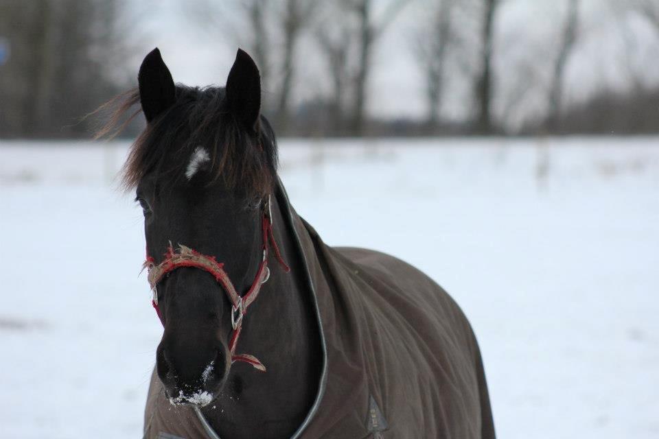 Anden særlig race Diablo - 19 januar Diablo i sneen billede 15