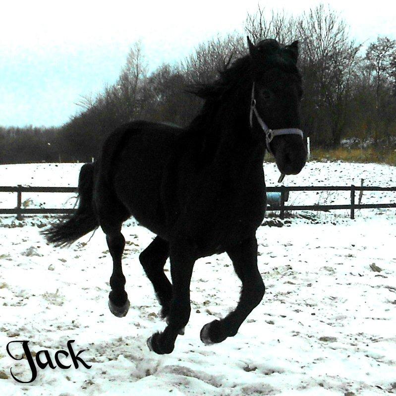 Frieser Jack Whiskey (Bassen <3) - Skønne Jack i fuld galop ;D <3 billede 7