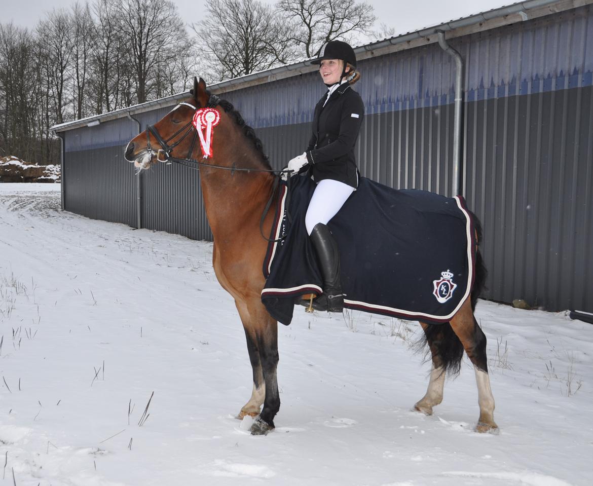 Welsh Cob (sec D) Lindbergs Milton B-PONY billede 22