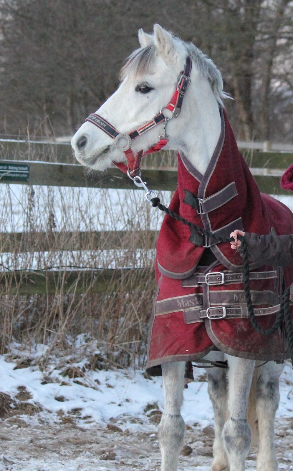 Welsh Pony (sec B) Oddens Pigatju. S - 19 januar 2013 - den dag jeg fik ham hjem!  billede 12