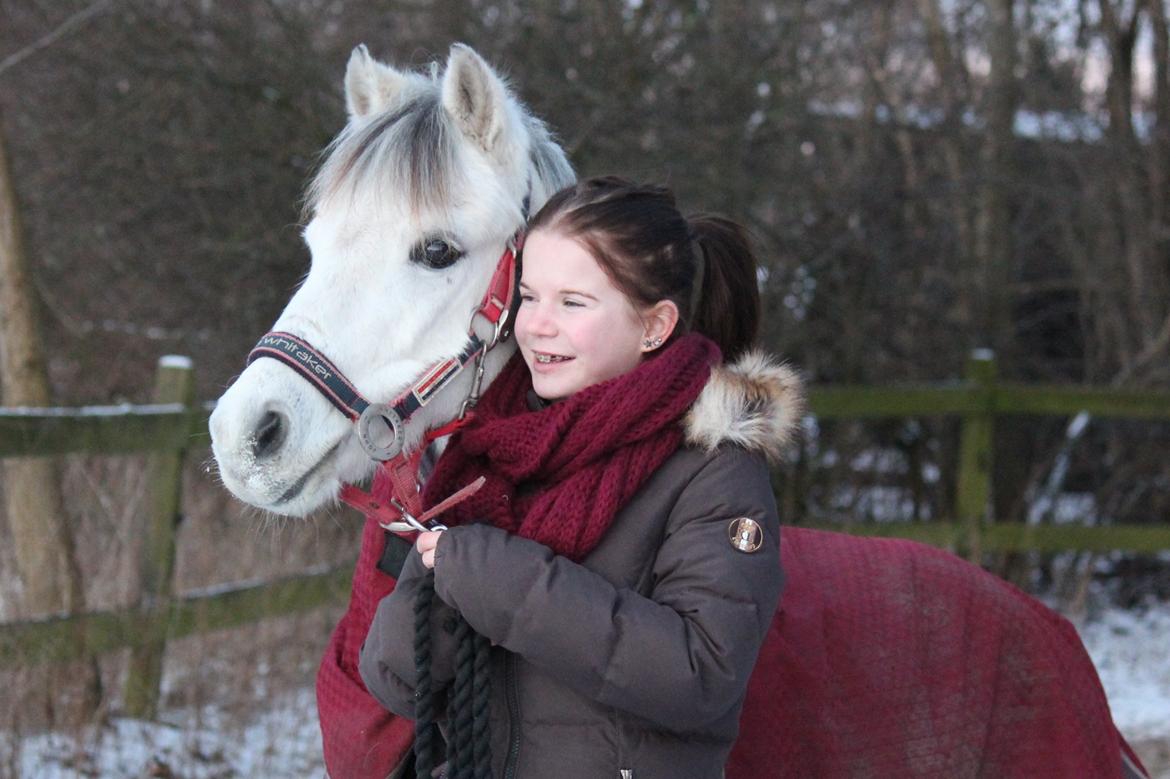 Welsh Pony (sec B) Oddens Pigatju. S - 19 januar 2013 - den dag jeg fik ham hjem!  billede 7