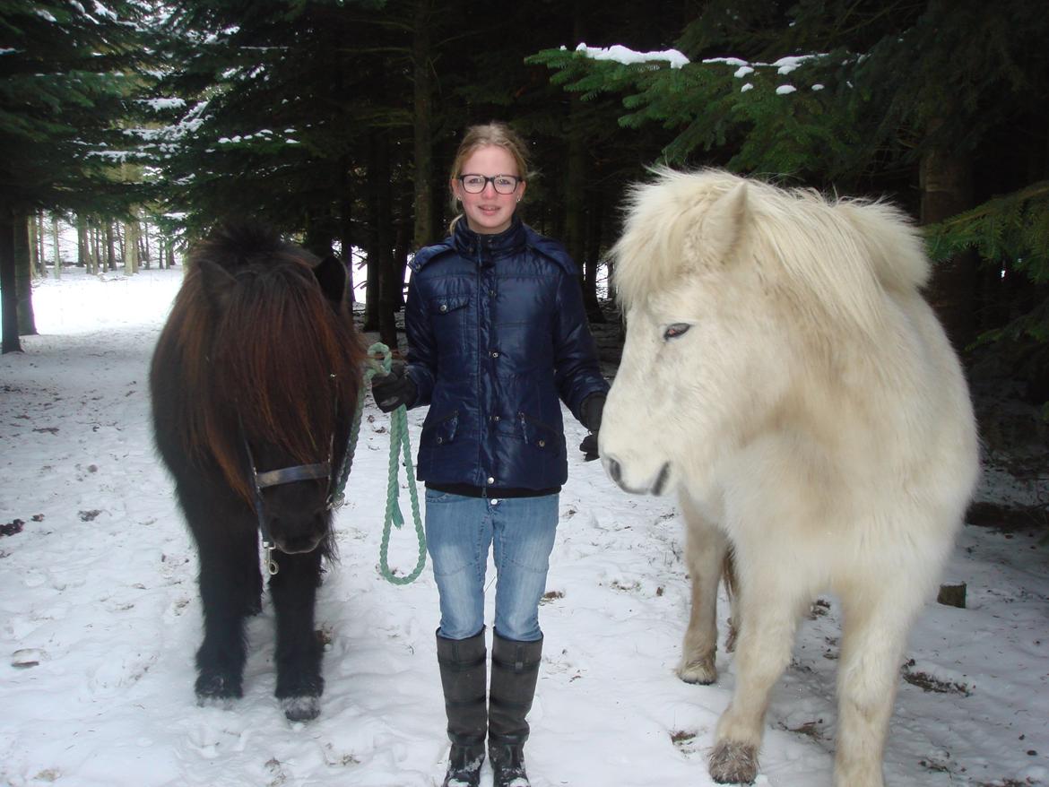 Islænder Yringúr (Ingolf) - Hygge med Bamserne aka Ingolf og Solli..<3 billede 18