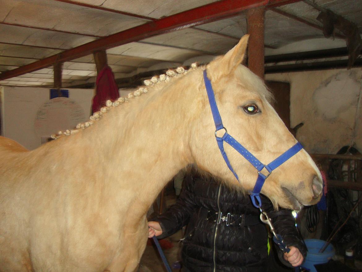 Palomino Anyska/ Nysse billede 8