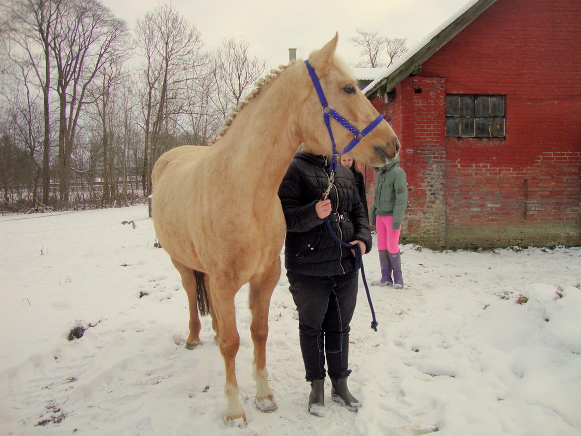 Palomino Anyska/ Nysse billede 13