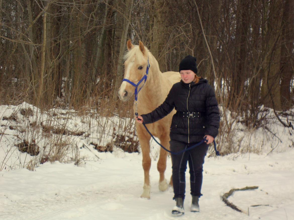 Palomino Anyska/ Nysse billede 14